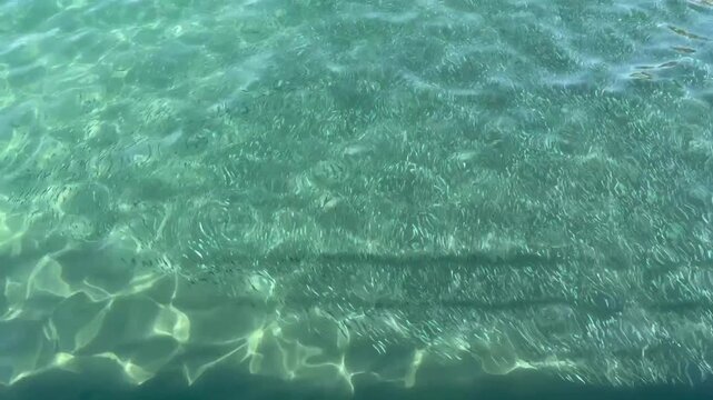 Massive Shoal of Fish in Crystal Clear Sea with Sunlight Reflections on Seabed