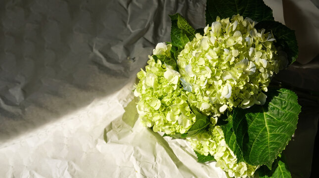 Beautiful pale green hydrangea on crumpled white paper bathed in warm sunlight and shadows