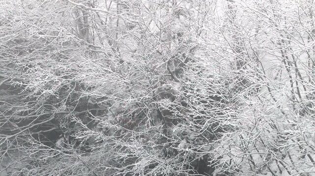 雪降る日の木々