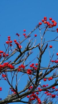 ナナカマドの実と青空