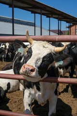 Herd of healthy dairy cows feeding in row of stables in feedlot barn on livestock farm © murziknata