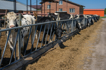 Herd of healthy dairy cows feeding in row of stables in feedlot barn on livestock farm © murziknata