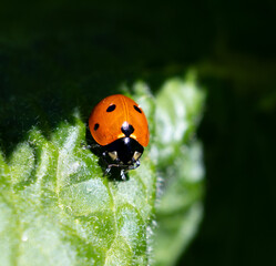 Ladybug © Northern Desert 