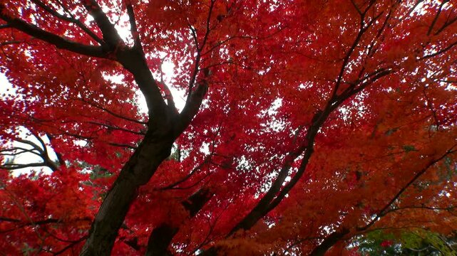 紅葉