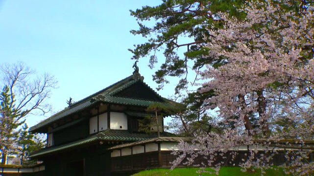 弘前公園の桜