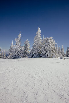Majestic winter landscape with snowy fir trees	
