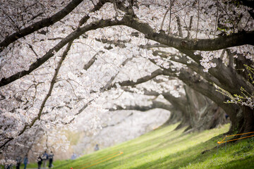 Japan Kyodo Sewaritei Yodogawa Riverside Park © Hua Miao