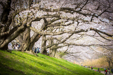 Japan Kyodo Sewaritei Yodogawa Riverside Park © Hua Miao
