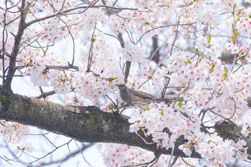 The happy little bird singing in the sakura flowers © Hua Miao