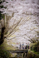 Japan Kyodo 's bloom sakura © Hua Miao