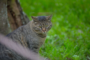 Japanese fat cat  © Hua Miao