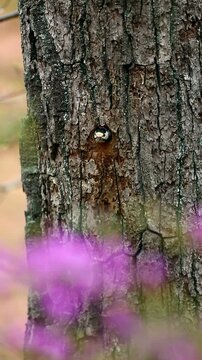 アカゲラとムラサキツツジの花