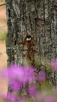 アカゲラとムラサキツツジの花