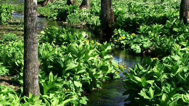 草花と小川