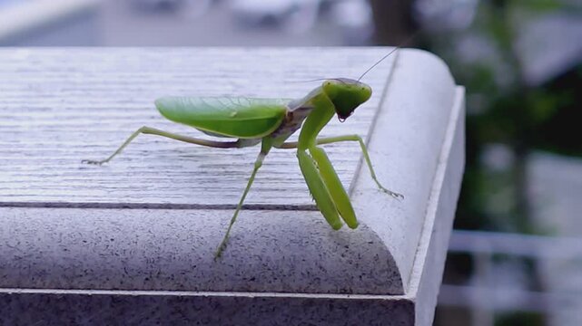 Close-up of a praying mantis outdoors.