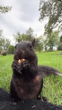 A cute black squirrel eating a snack in a green park