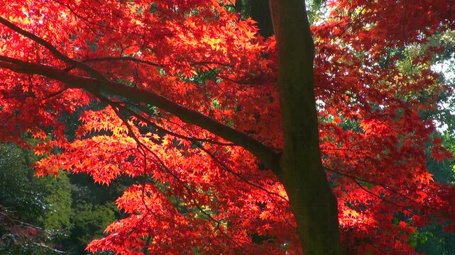 紅葉