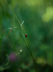 ladybug on a green grass © susannasinivirta