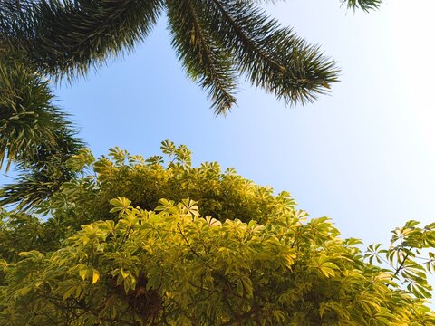Low angle view of palm trees and tropical foliage against clear blue sky