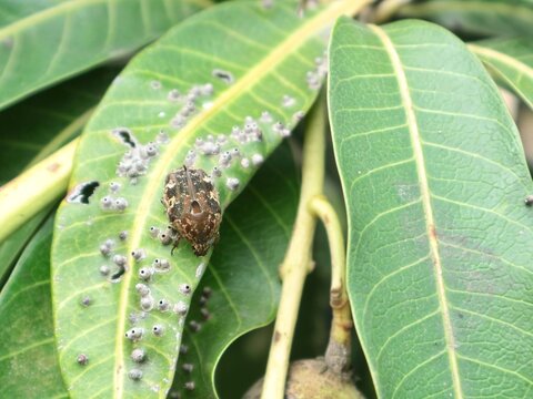 Close up of a brown flower chafer beetle (Valgus hemipterus) resting on a leaf surrounded with scale insects and gall damage, showing detailed natural wildlife and plant pest interaction in garden