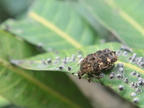 Close up of a brown flower chafer beetle (Valgus hemipterus) resting on a leaf surrounded with scale insects and gall damage, showing detailed natural wildlife and plant pest interaction in garden
