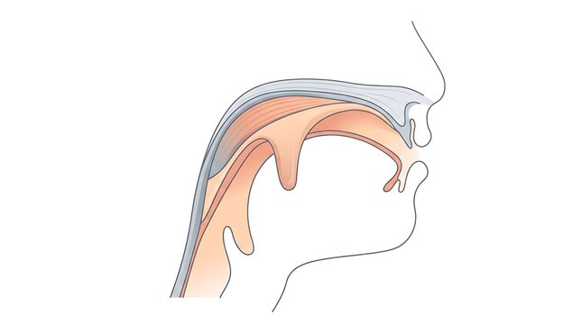Anatomical illustration of the human oral cavity and throat.