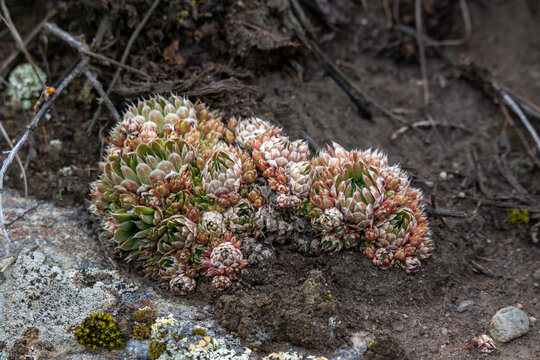 Orostachys spinosa spiny pennywort wild succulent colony on rocky ground, Altai, Russia