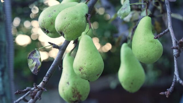 Pears on a pear tree grow in the orchard. Harvesting, farming.