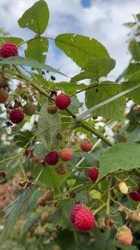 Nature background with growing raspberry bushes and gathering berries close up. Harvesting season.