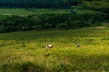 Fototapeta premium Two sheep grazing in lush green pasture beside woodland and forest near Tyndrum