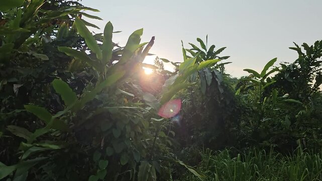 A cinematic vertical jib shot rising from bottom to top across lush tropical foliage, revealing a bright sun flare as the camera ascends above the leaves. Slow motion