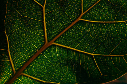 Close-up view of a ficus lyrata leaf highlighting its structure and details