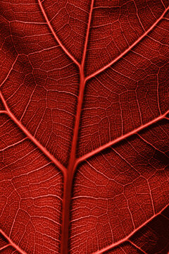 Close-up of a red ficus lyrata leaf showing detailed texture and pattern