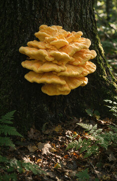 Overlapping Sulphur Shelf Mushrooms Forming Layers Along Deciduous Tree Bark