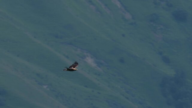 Eastern imperial eagle lat. Aquila heliaca, flying against forests and mountains, captured in slow motion. A large bird of prey hovers in search of prey..