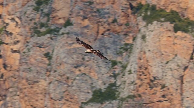 Eastern imperial eagle lat. Aquila heliaca, flying against a clear blue sky, captured in slow motion. A large bird of prey hovers in search of prey..
