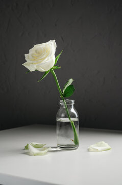 White rose in glass vase on textured dark grey background
