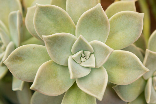 Succulent plant echeveria rosette close up top view natural pattern