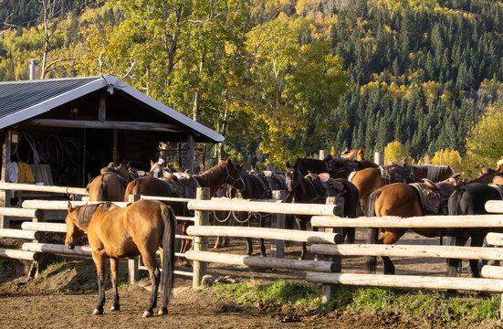 A group of horses standing in a corral with a wooden fence and a hill with autumn colored leaves behind them.