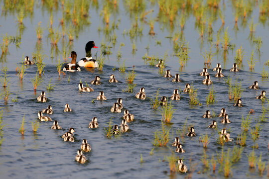 Common shelduck (Tadorna tadorna) pair (adult male and adult female) are seen swimming in a wetland channel, guiding a large group of small, downy ducklings