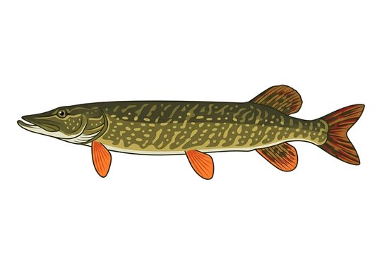 Northern pike vector illustration isolated on white background. Detailed realistic freshwater predatory fish