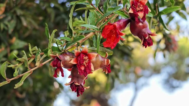 Red pomegranate flowers and young fruits on a leafy branch against a softly blurred green background.