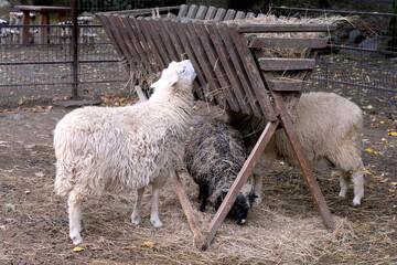 White sheep eating dry hay from a wooden feeder rack on a farm. © Dyba Images