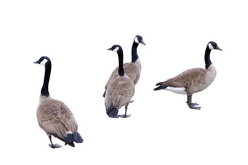 four Canadian geese two looking in one direction and the other two the opposite  © Marshall