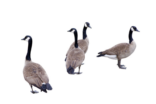 four Canadian geese two looking in one direction and the other two the opposite 