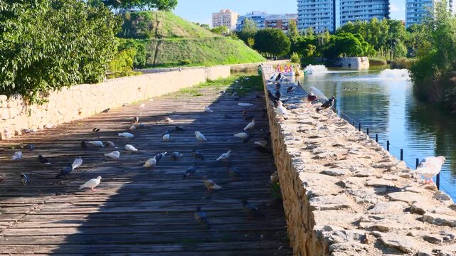 Flock of pigeons gathering on wooden pier pathway in urban park on sunny day. Ideal for real estate neighborhood promo, city tourism travel guide video header or municipal park management website