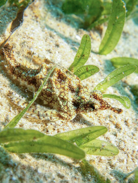 Dragon Seamoth (Eurypegasus draconis). taken in Sharm El Sheikh, Egypt.