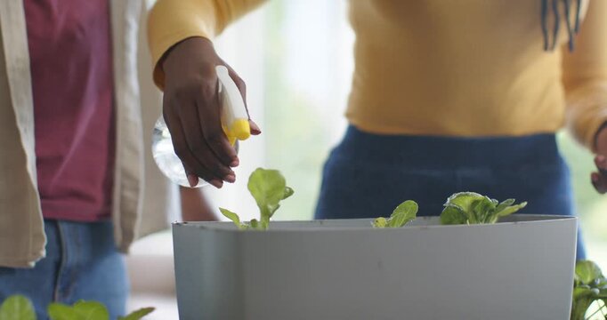 Woman in yellow top is pressing spray nozzle, misting seedlings near window to encourage growth