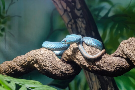 blue white lipped pit viper. Trimeresurus insularis, aka Lesser Sunda Islands pit viper. venomous pit viper species endemic to Southeast Asia