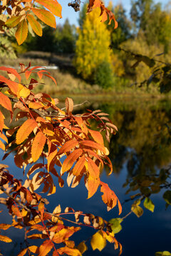 Vertical shot of bright colorful rowan leaves in autumn sunlight over a river with reflection of trees.